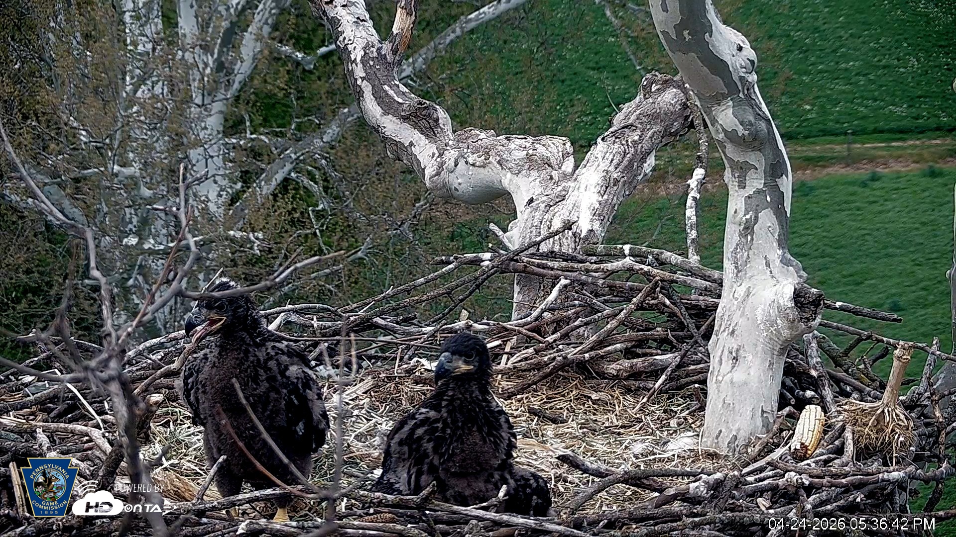 Snapshot of PA Farm Country Eagles Live Cams taken Apr 24, 2026, 5:37pm EDT