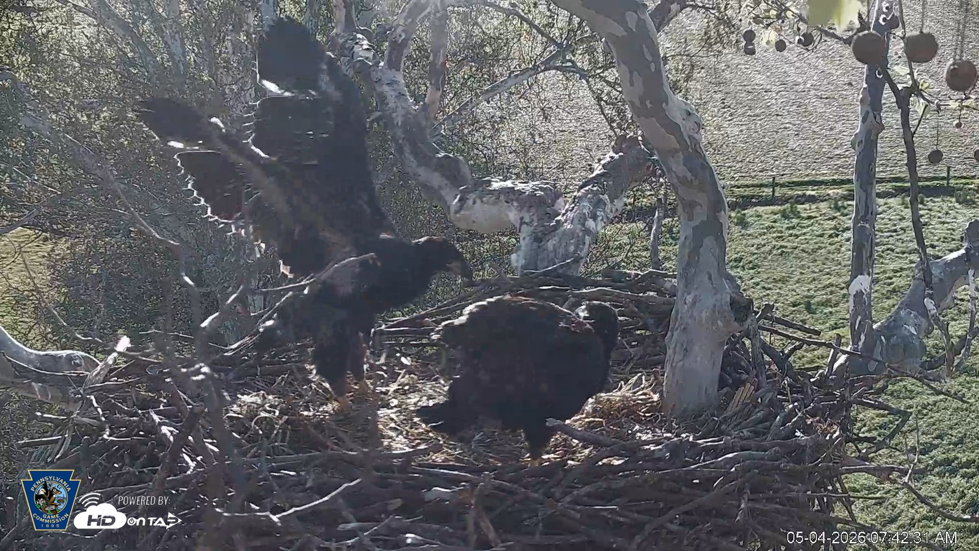 Snapshot of PA Farm Country Eagles Live Cams taken May 4, 2026, 7:43am EDT