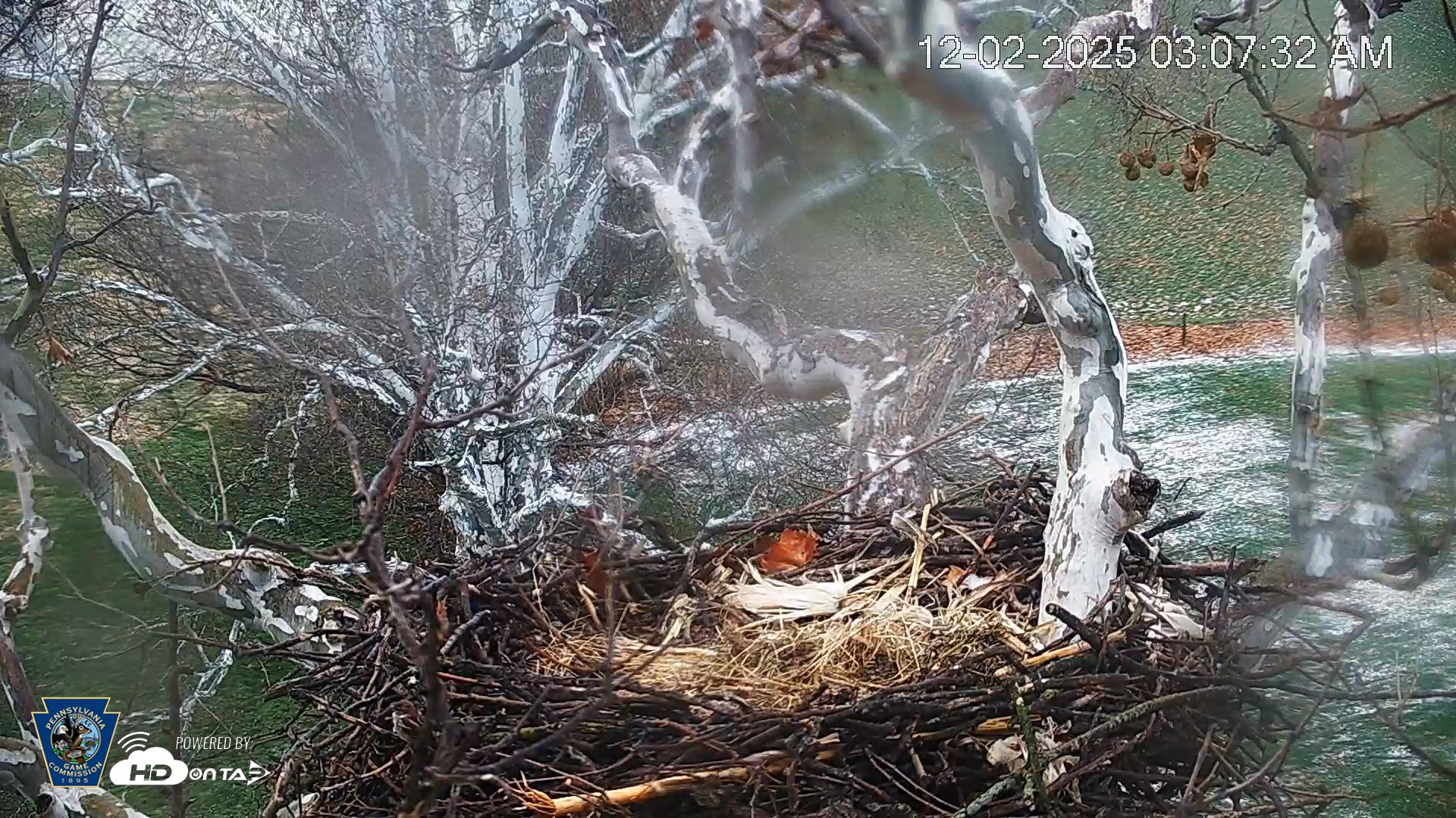 Snapshot of PA Farm Country Eagles Live Cams taken Dec 2, 2025, 8:08am EST