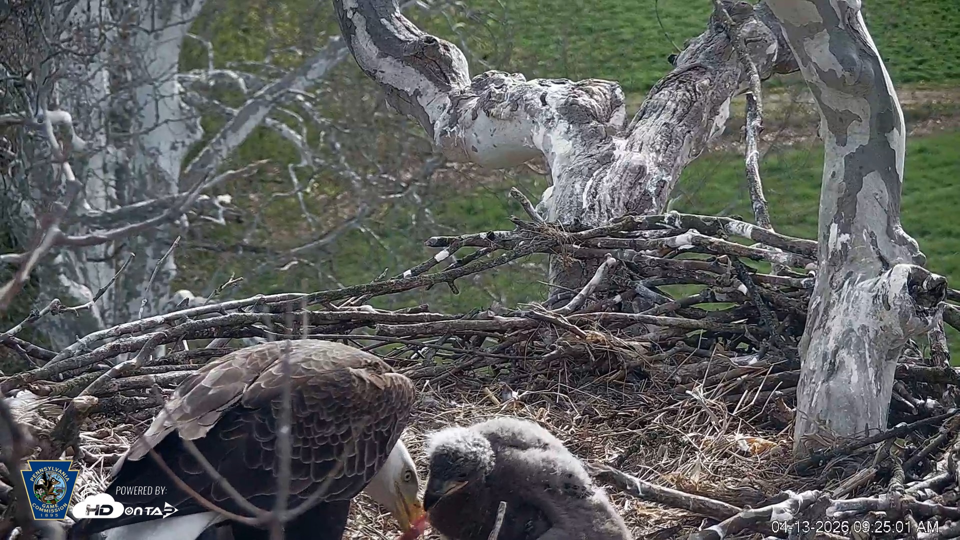 Snapshot of PA Farm Country Eagles Live Cams taken Apr 13, 2026, 9:26am EDT
