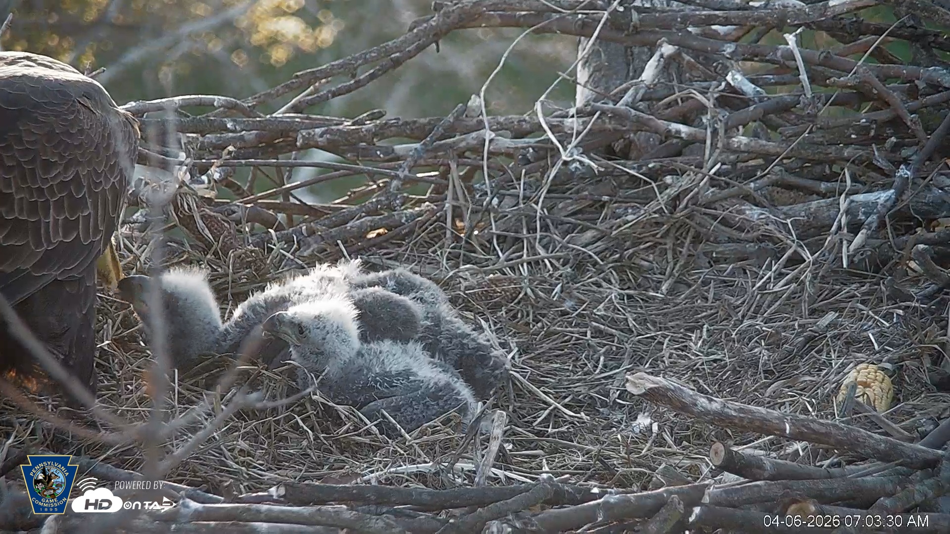 Snapshot of PA Farm Country Eagles Live Cams taken Apr 6, 2026, 7:04am EDT