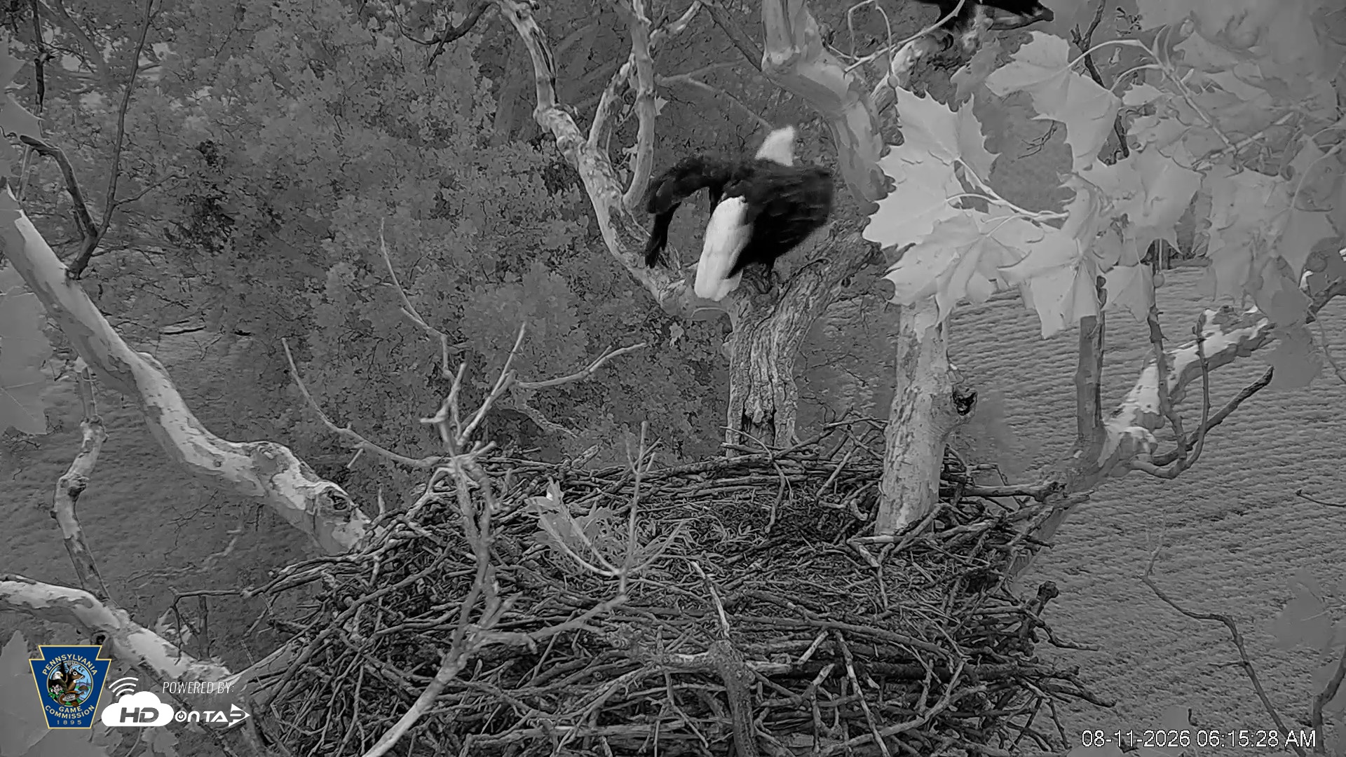 Snapshot of PA Farm Country Eagles Live Cams taken Aug 11, 2026, 6:16am EDT