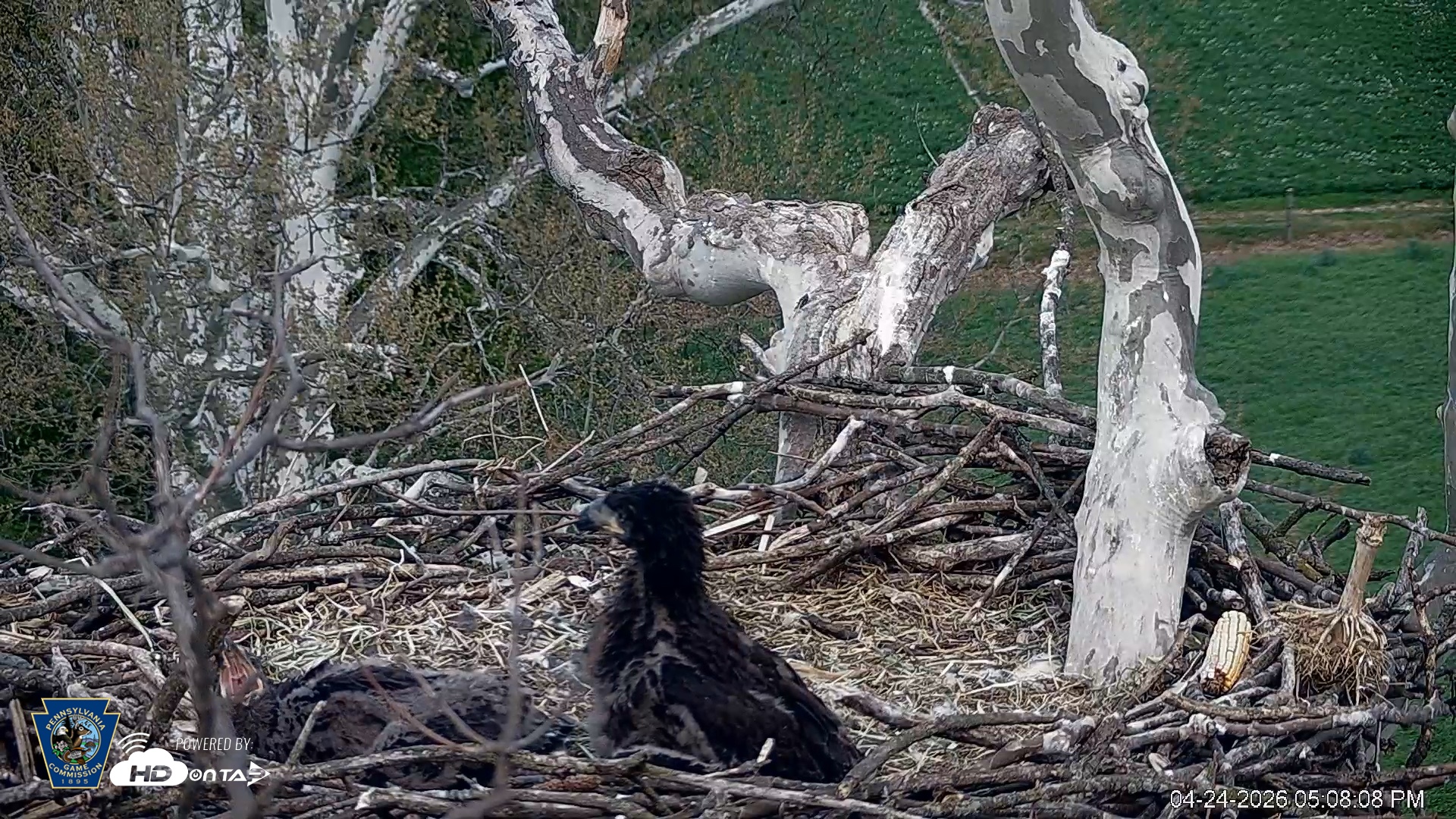 Snapshot of PA Farm Country Eagles Live Cams taken Apr 24, 2026, 5:09pm EDT