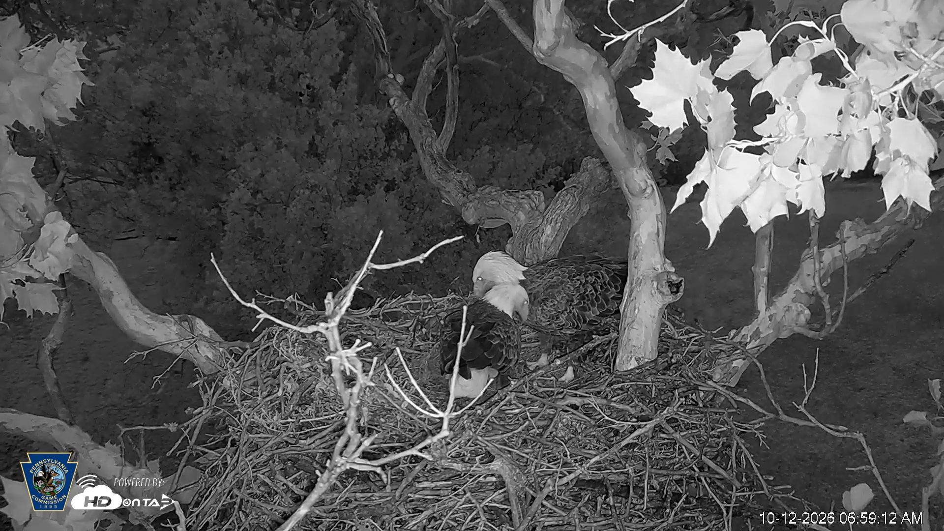 Snapshot of PA Farm Country Eagles Live Cams taken Oct 12, 2026, 7:00am EDT