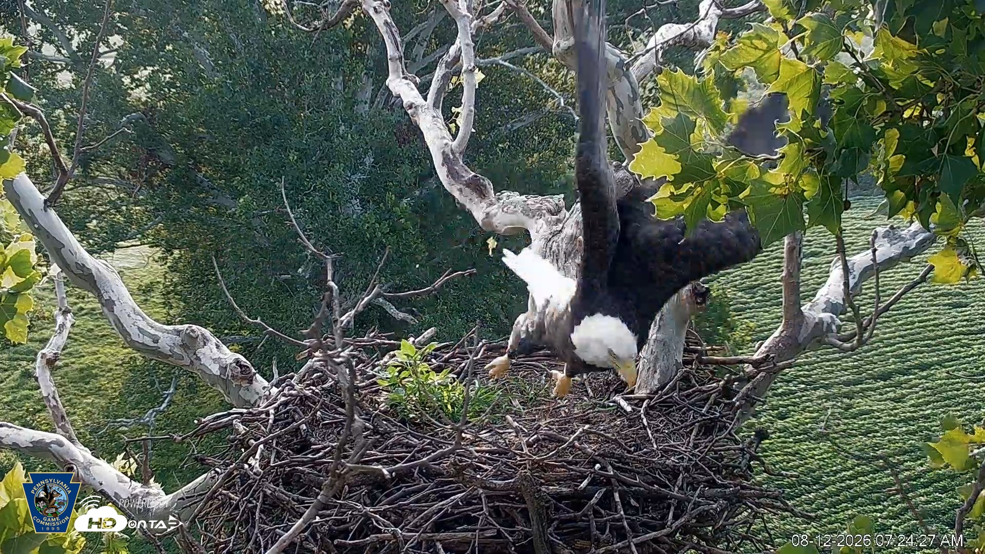 Snapshot of PA Farm Country Eagles Live Cams taken Aug 12, 2026, 7:25am EDT