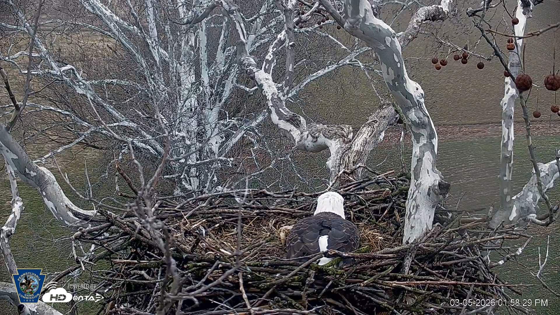 Snapshot of PA Farm Country Eagles Live Cams taken Mar 5, 2026, 1:59pm EST