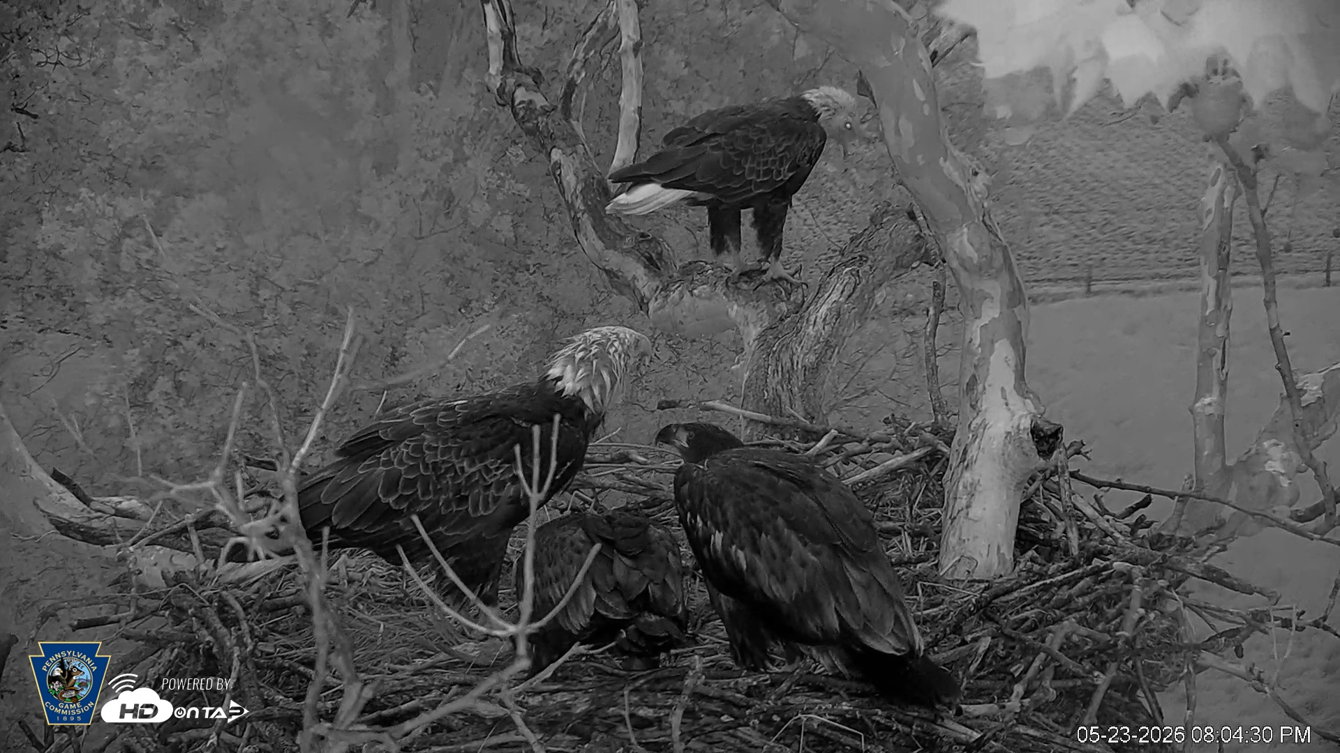 Snapshot of PA Farm Country Eagles Live Cams taken May 23, 2026, 8:06pm EDT