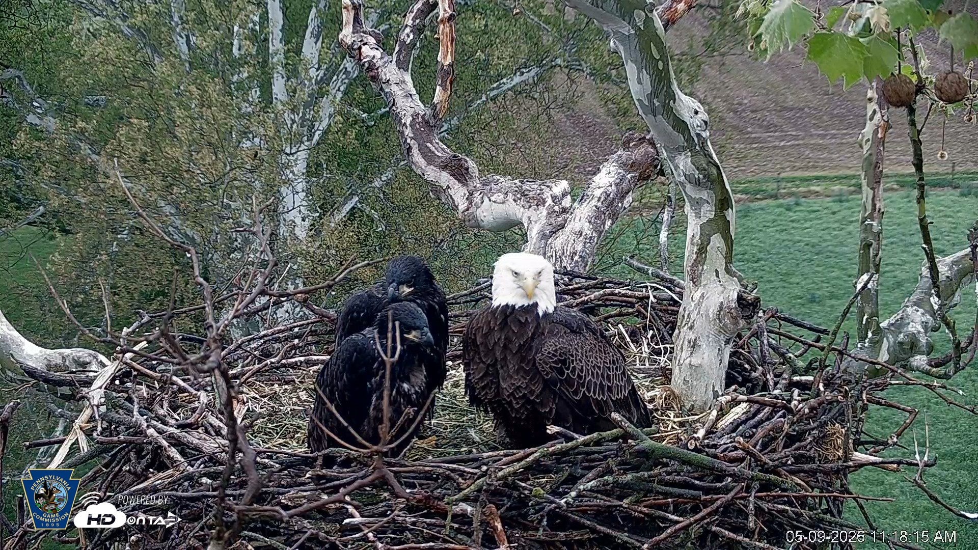 Snapshot of PA Farm Country Eagles Live Cams taken May 9, 2026, 11:19am EDT