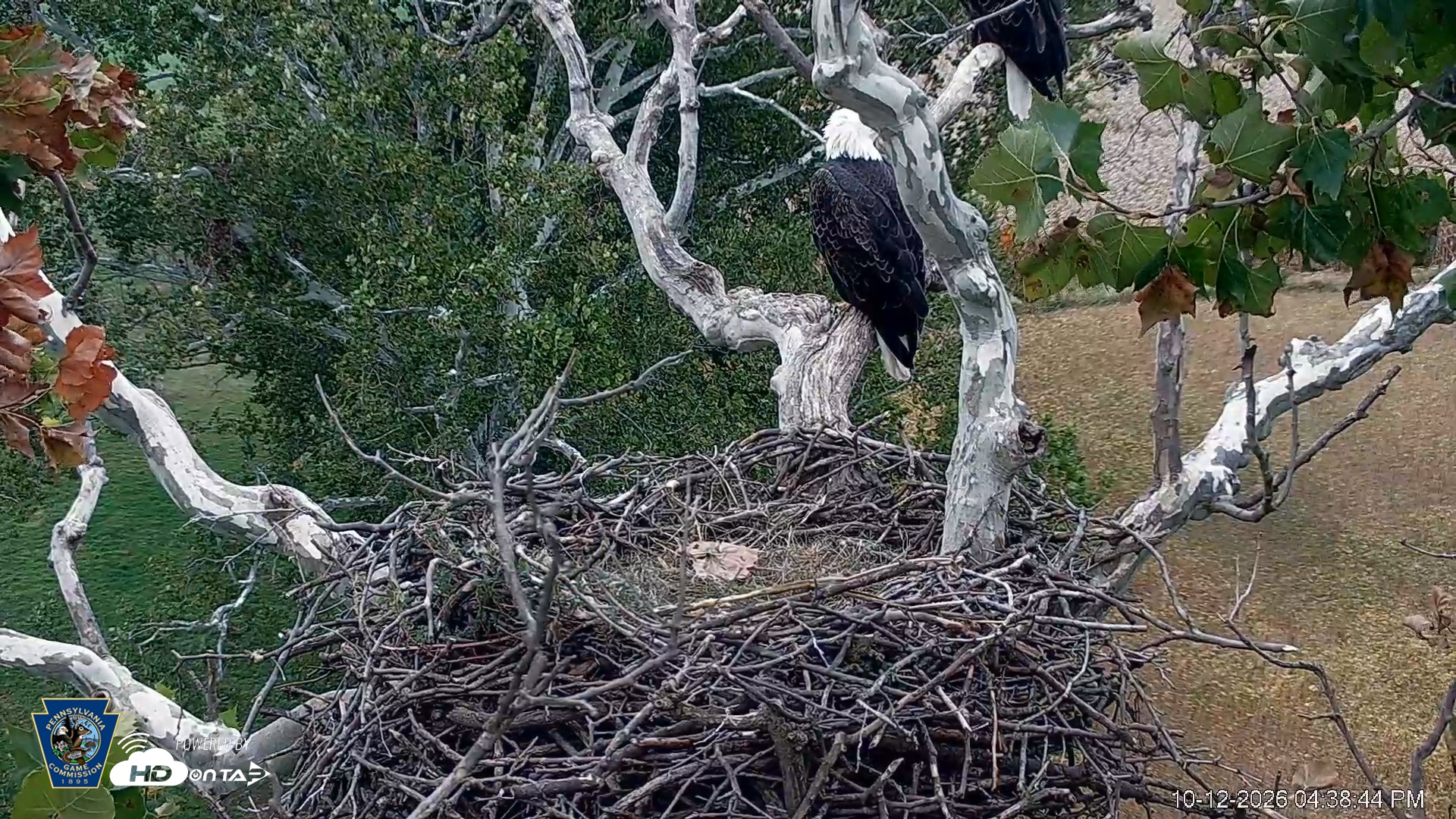 Snapshot of PA Farm Country Eagles Live Cams taken Oct 12, 2026, 4:39pm EDT