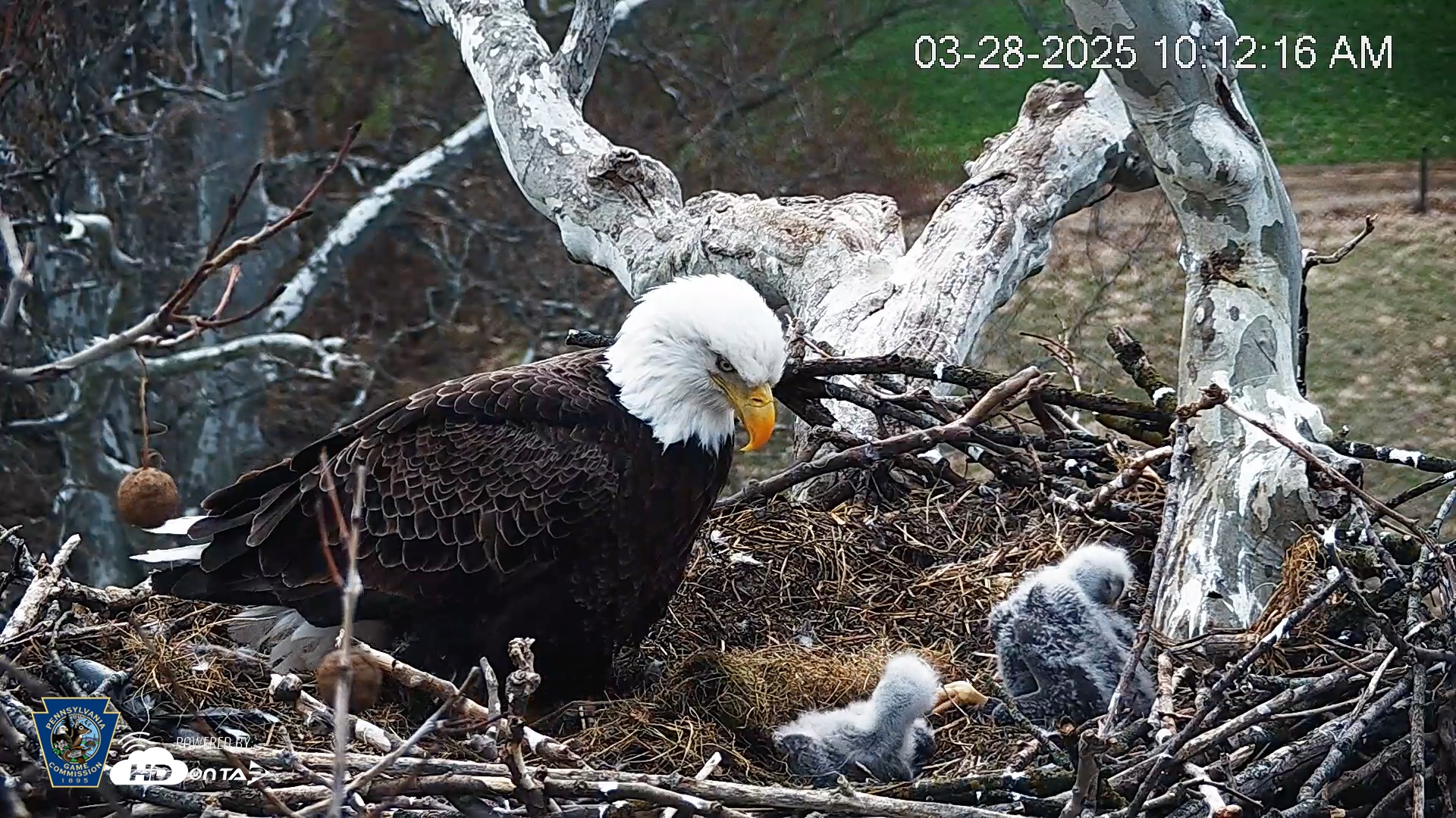 Snapshot of PA Farm Country Eagles Live Cams taken Mar 28, 2025, 10:13am EDT