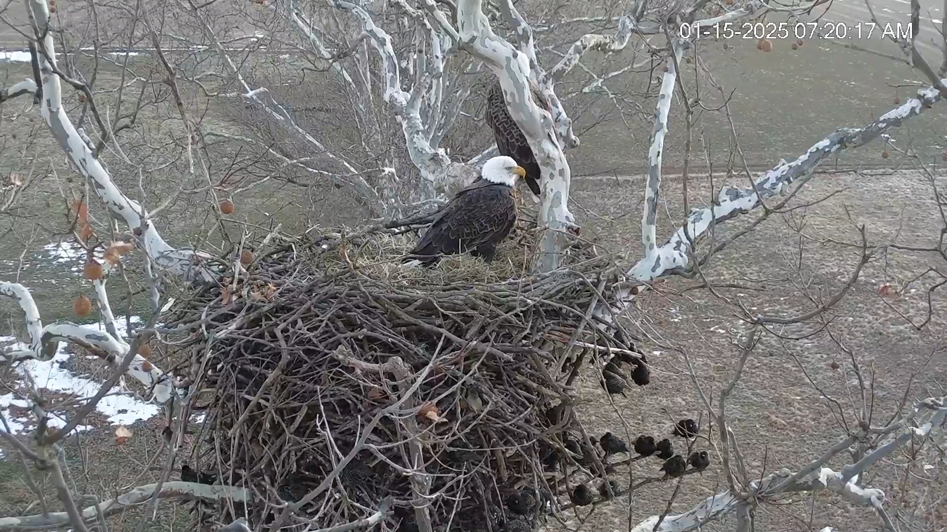 Snapshot of PA Farm Country Eagles Live Cams taken Jan 15, 2025, 7:21am EST