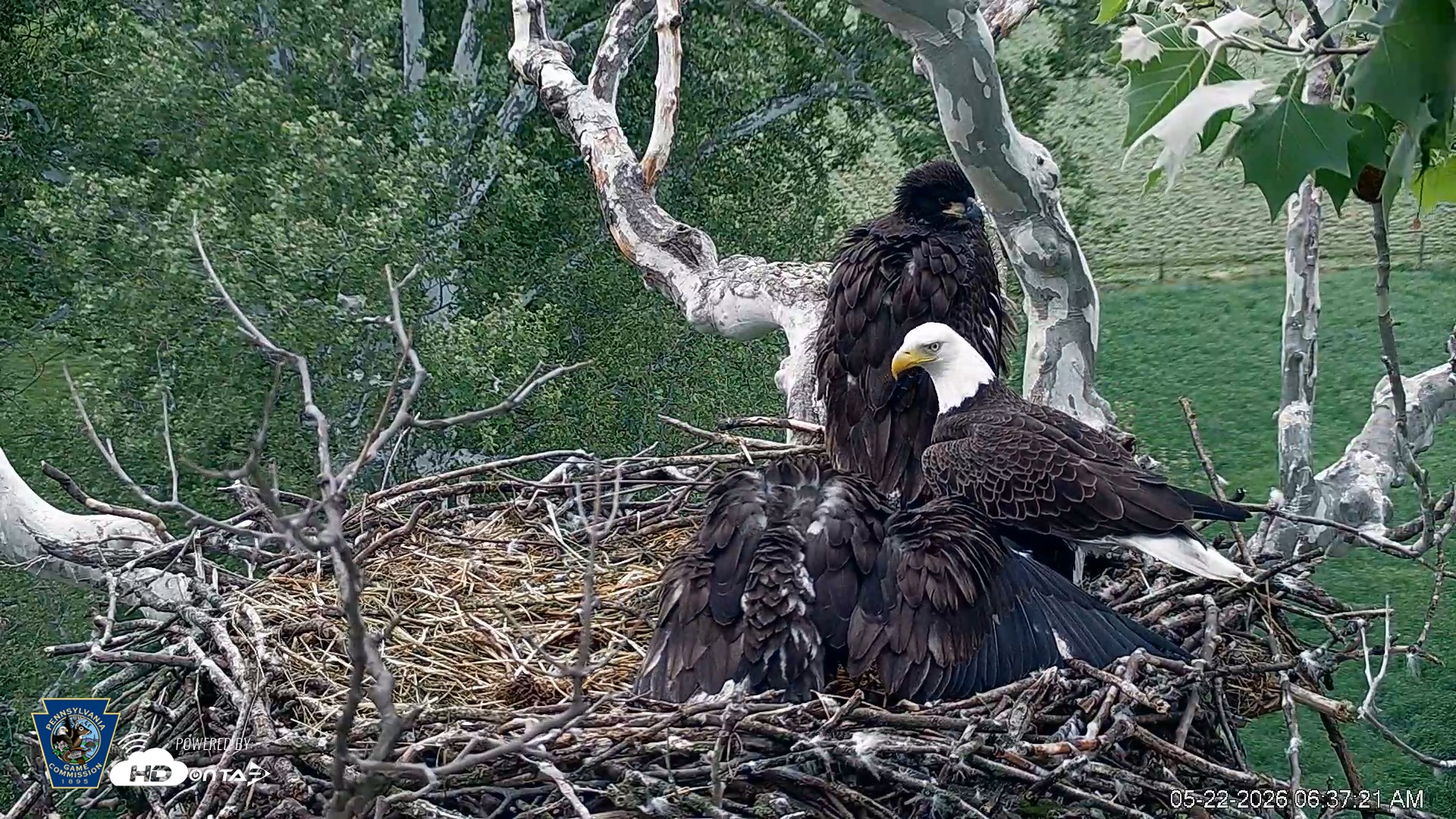 Snapshot of PA Farm Country Eagles Live Cams taken May 22, 2026, 6:38am EDT