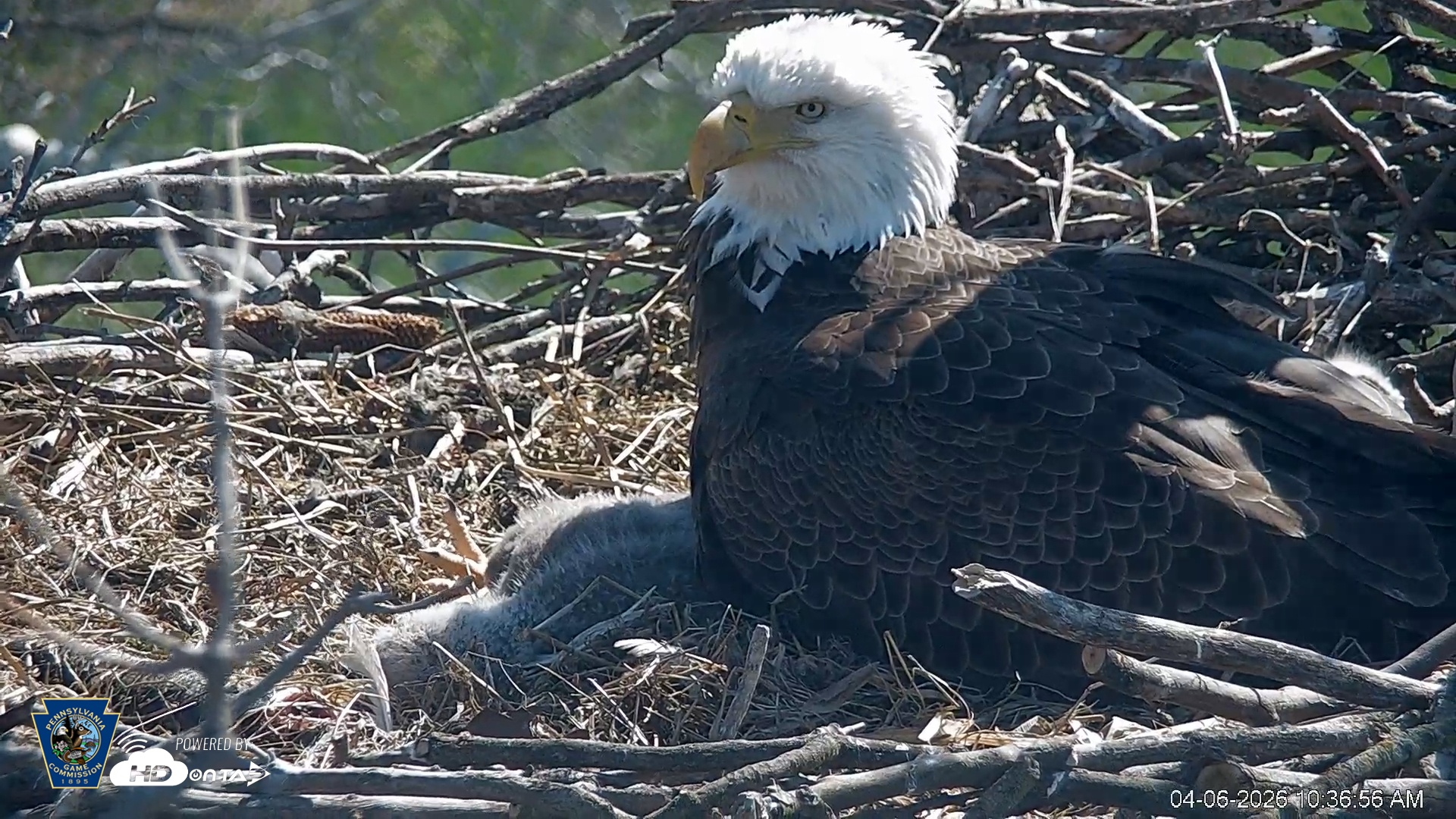 Snapshot of PA Farm Country Eagles Live Cams taken Apr 6, 2026, 10:38am EDT