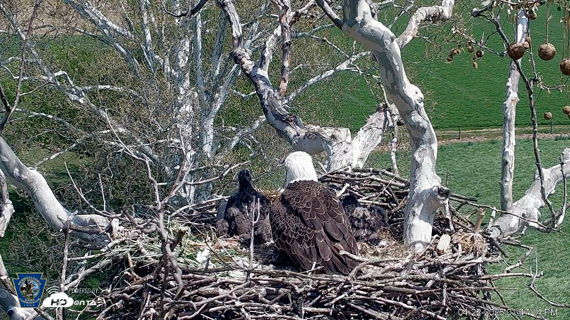 Snapshot of PA Farm Country Eagles Live Cams taken Apr 22, 2026, 1:48pm EDT