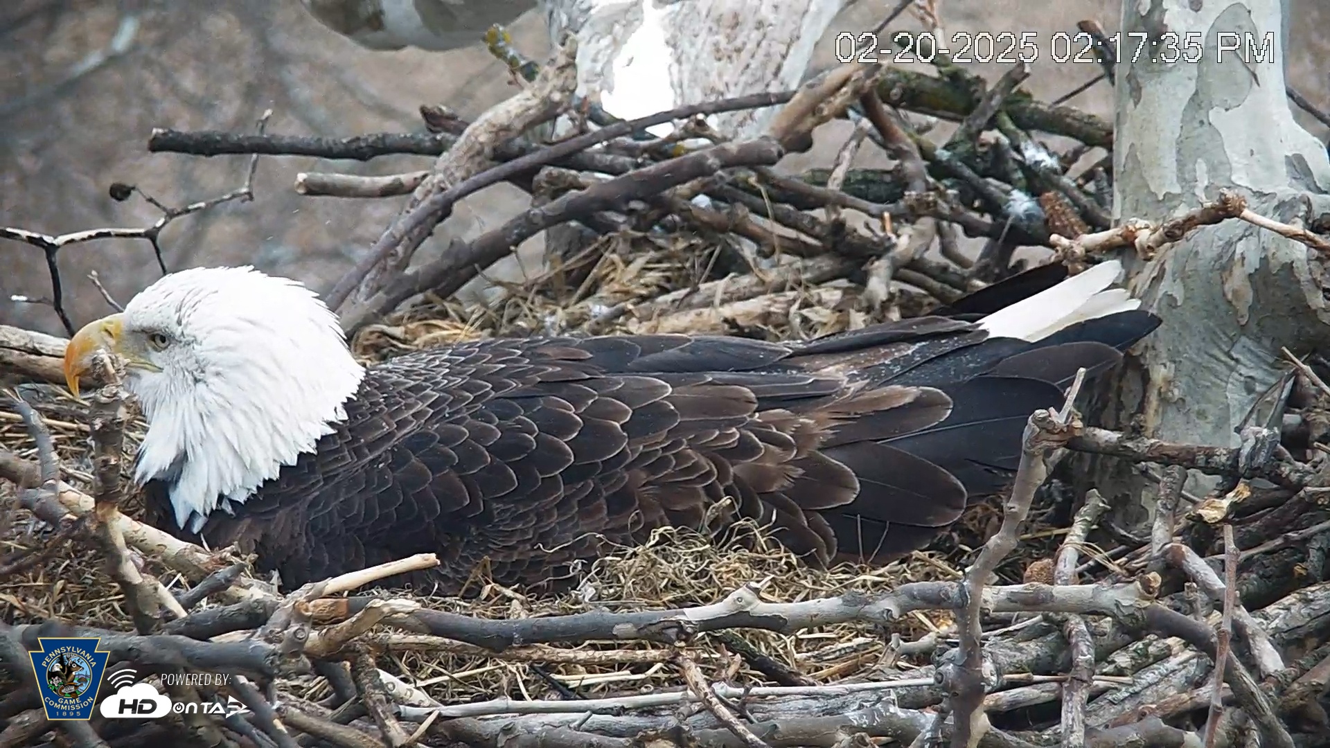 Snapshot of PA Farm Country Eagles Live Cams taken Feb 20, 2025, 2:18pm EST