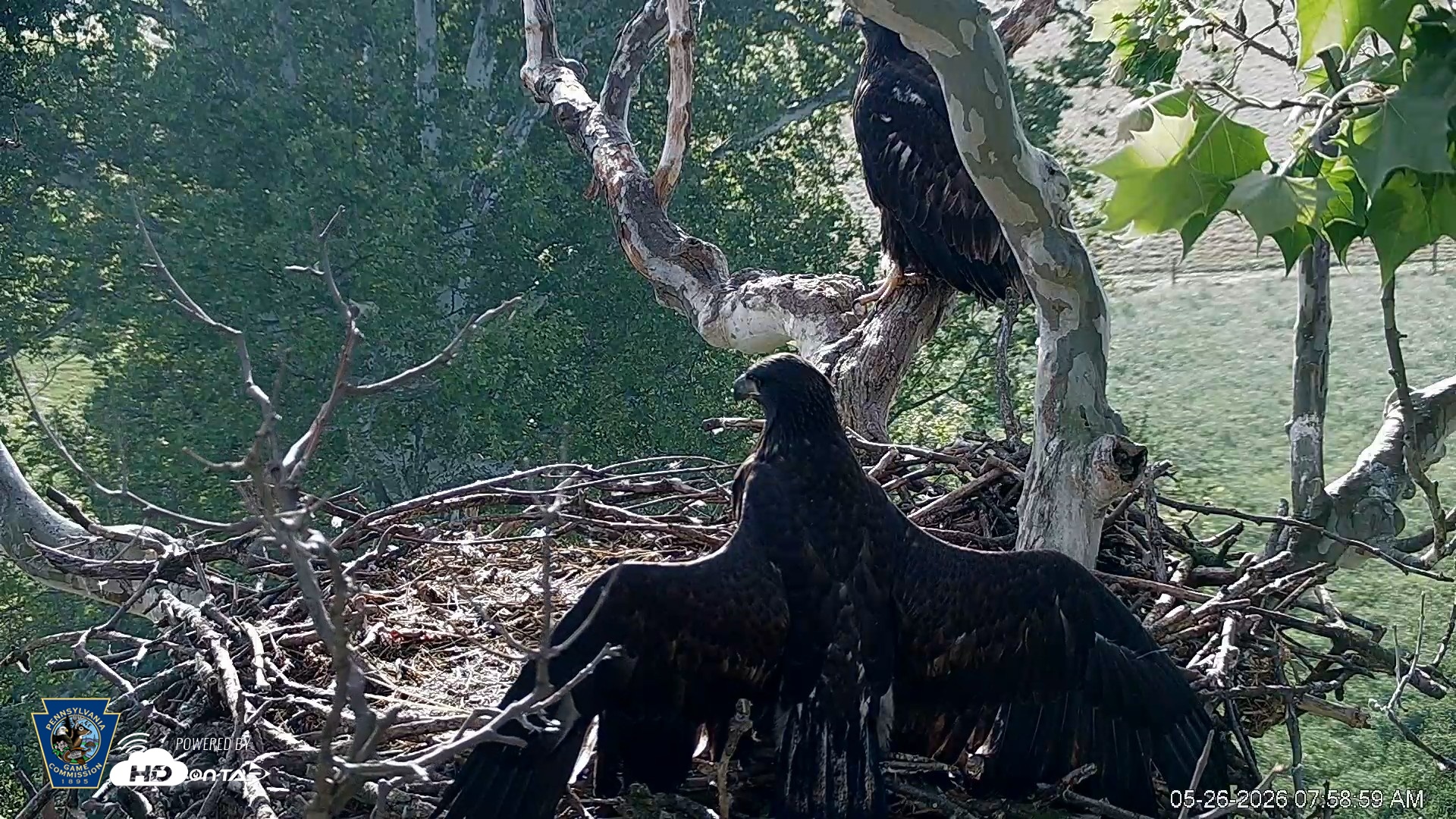 Snapshot of PA Farm Country Eagles Live Cams taken May 26, 2026, 7:59am EDT