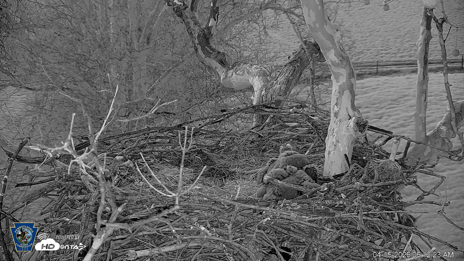 Snapshot of PA Farm Country Eagles Live Cams taken Apr 15, 2026, 6:13am EDT