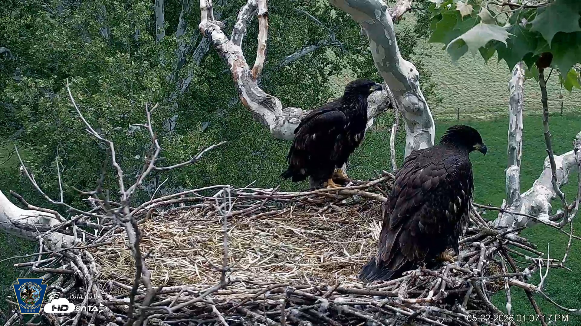 Snapshot of PA Farm Country Eagles Live Cams taken May 22, 2026, 1:07pm EDT