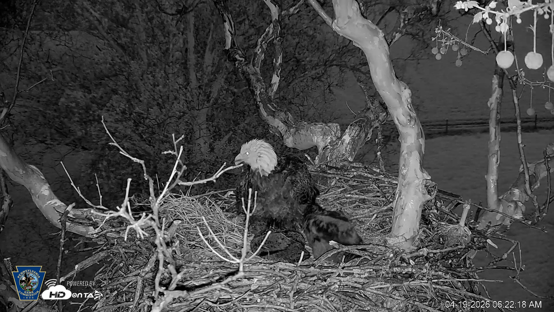 Snapshot of PA Farm Country Eagles Live Cams taken Apr 19, 2026, 6:23am EDT