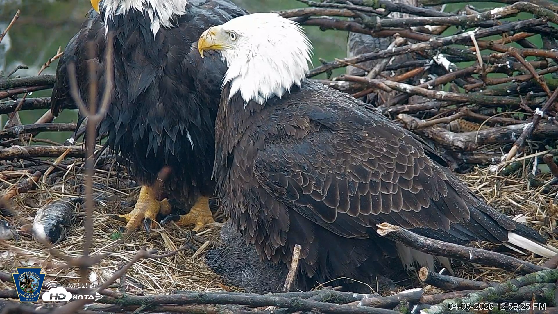 Snapshot of PA Farm Country Eagles Live Cams taken Apr 5, 2026, 1:00pm EDT