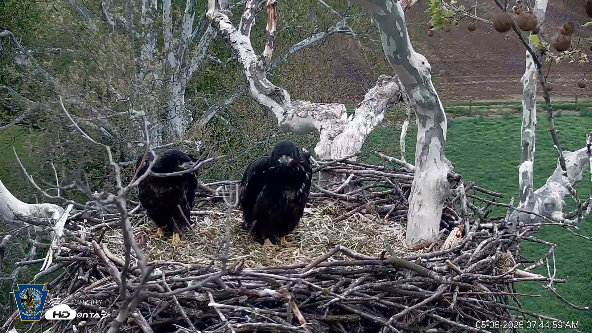 Snapshot of PA Farm Country Eagles Live Cams taken May 6, 2026, 7:45am EDT
