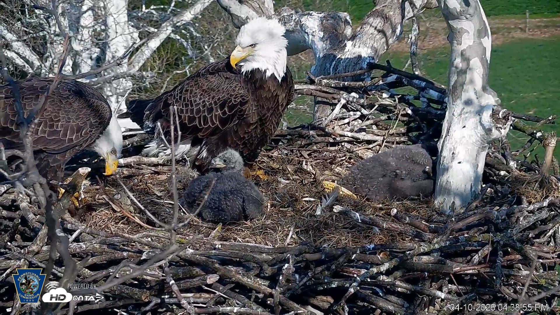 Snapshot of PA Farm Country Eagles Live Cams taken Apr 10, 2026, 4:39pm EDT