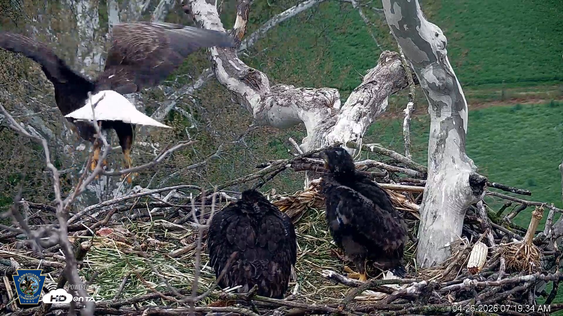 Snapshot of PA Farm Country Eagles Live Cams taken Apr 26, 2026, 7:20am EDT