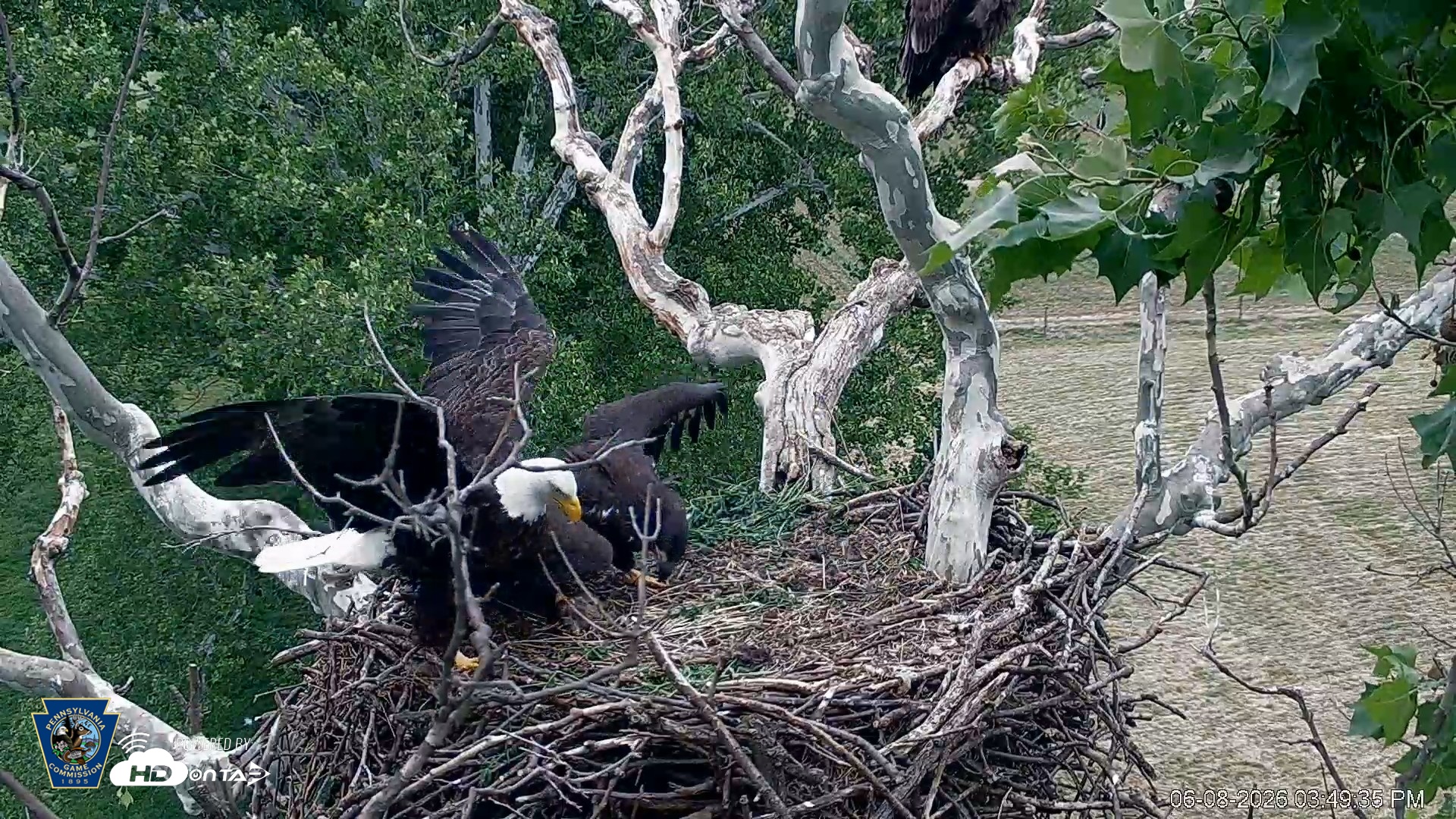 Snapshot of PA Farm Country Eagles Live Cams taken Jun 8, 2026, 3:50pm EDT