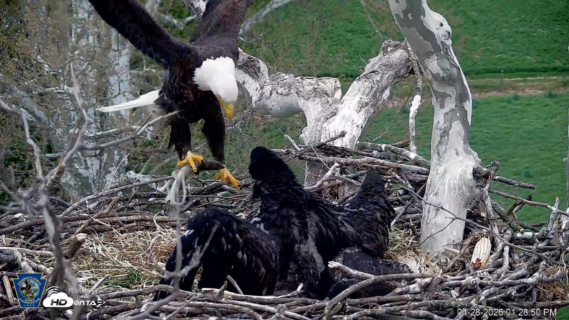 Snapshot of PA Farm Country Eagles Live Cams taken Apr 28, 2026, 1:31pm EDT