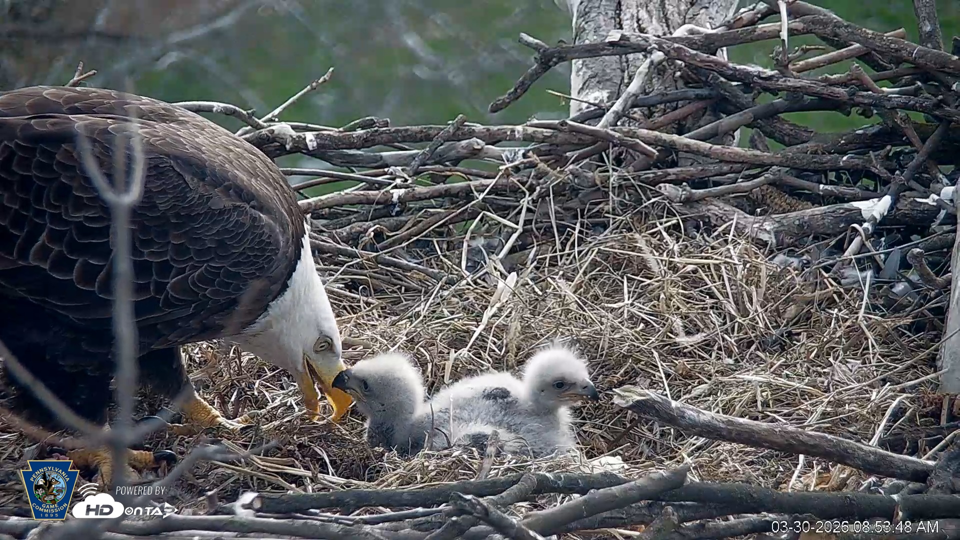 Snapshot of PA Farm Country Eagles Live Cams taken Mar 30, 2026, 11:13am EDT