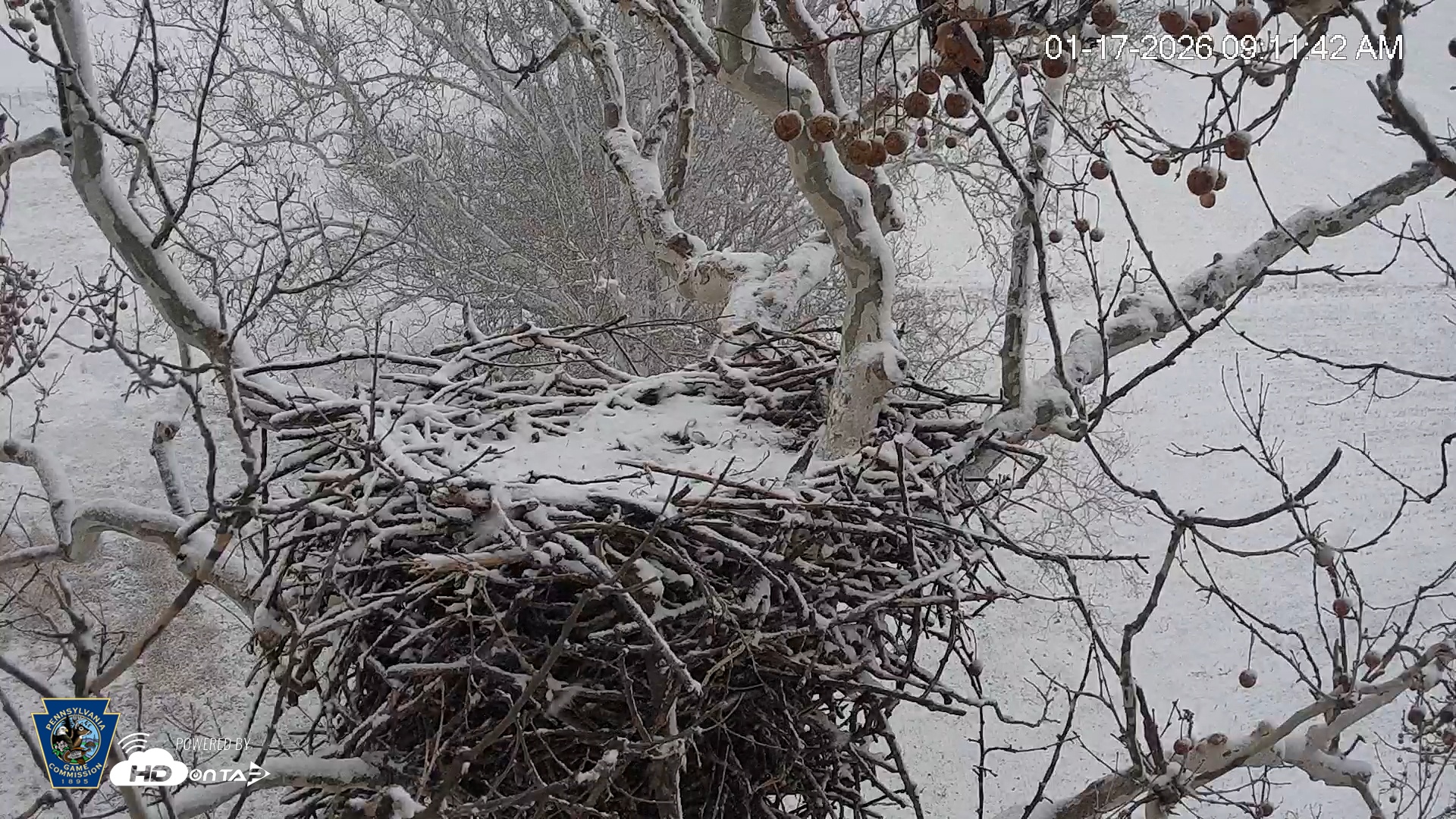 Snapshot of PA Farm Country Eagles Live Cams taken Jan 17, 2026, 9:12am EST