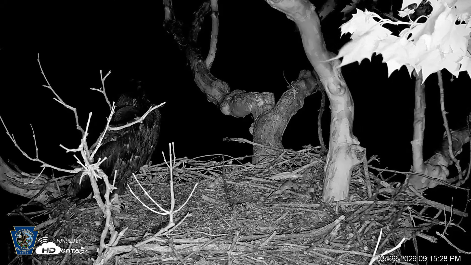 Snapshot of PA Farm Country Eagles Live Cams taken May 26, 2026, 9:16pm EDT