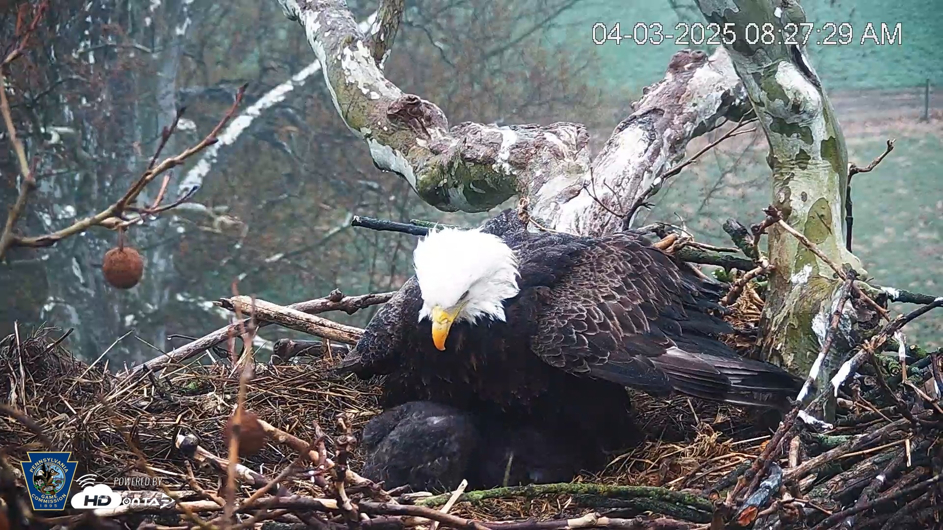 Snapshot of PA Farm Country Eagles Live Cams taken Apr 3, 2025, 8:28am EDT