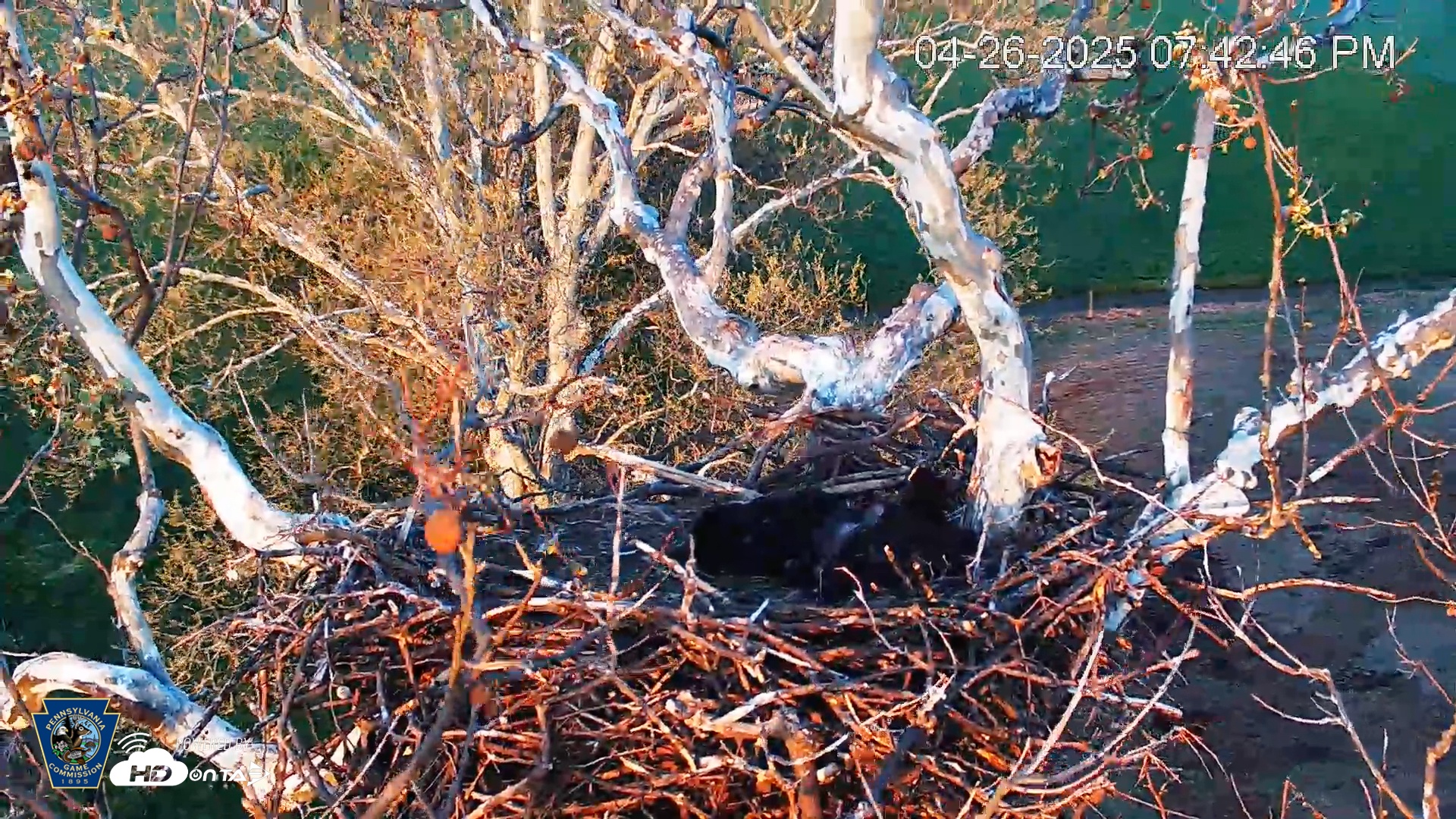 Snapshot of PA Farm Country Eagles Live Cams taken Apr 26, 2025, 7:43pm EDT