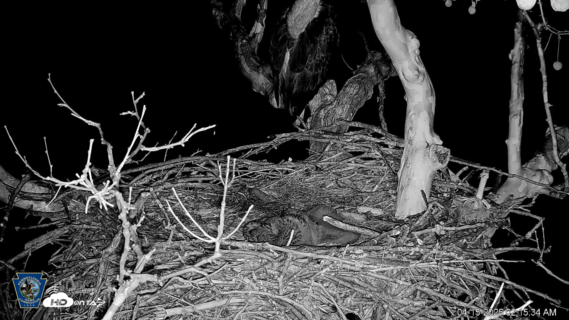 Snapshot of PA Farm Country Eagles Live Cams taken Apr 15, 2026, 2:16am EDT