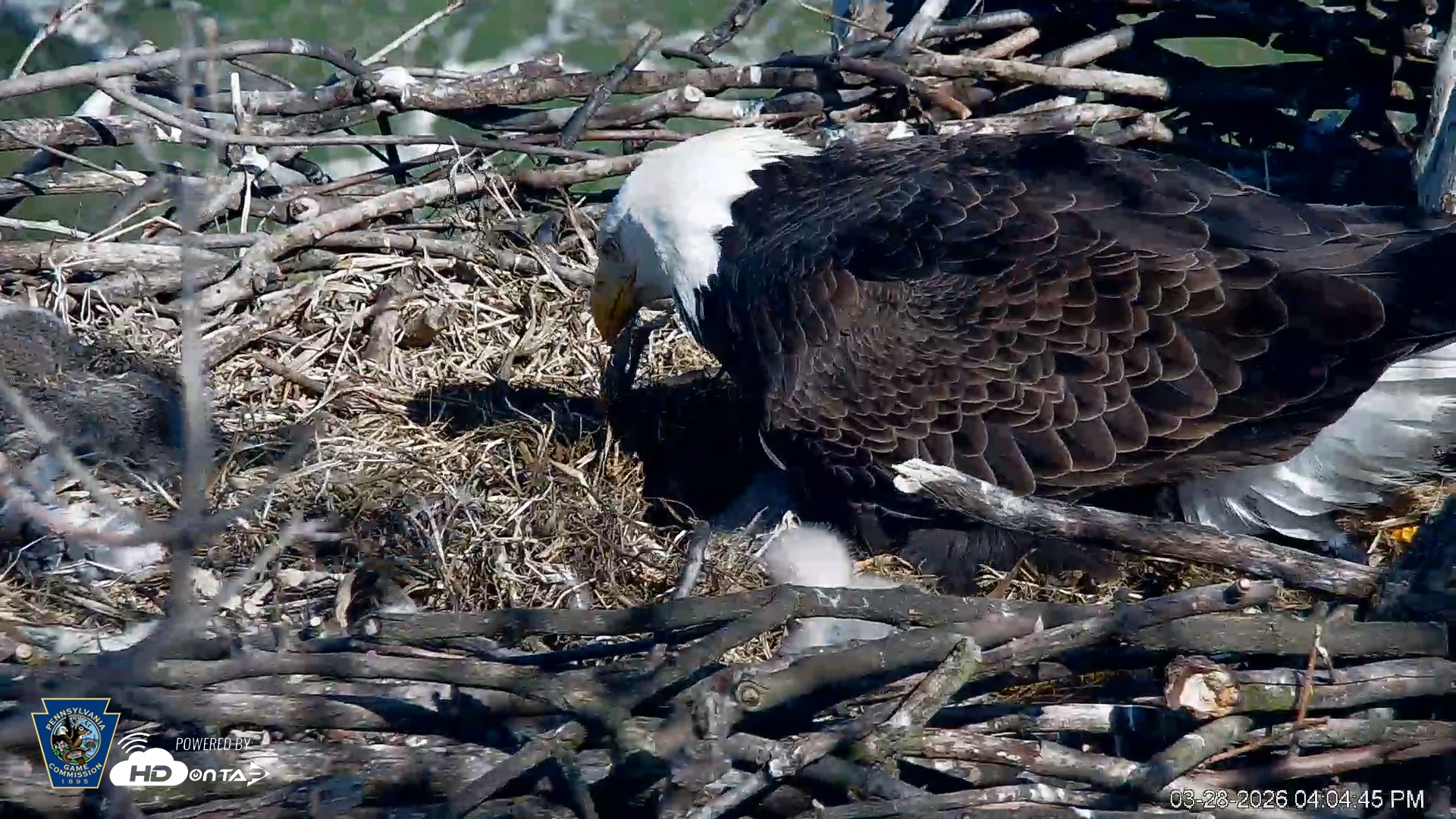 Snapshot of PA Farm Country Eagles Live Cams taken Mar 28, 2026, 4:05pm EDT