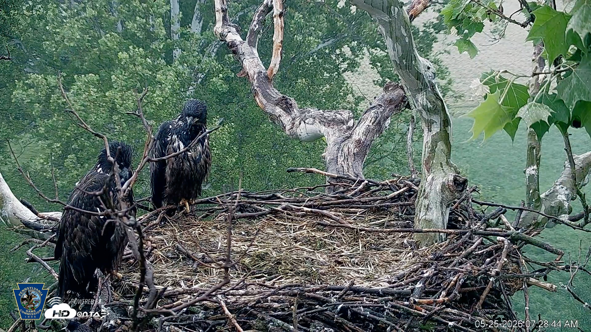 Snapshot of PA Farm Country Eagles Live Cams taken May 25, 2026, 7:29am EDT
