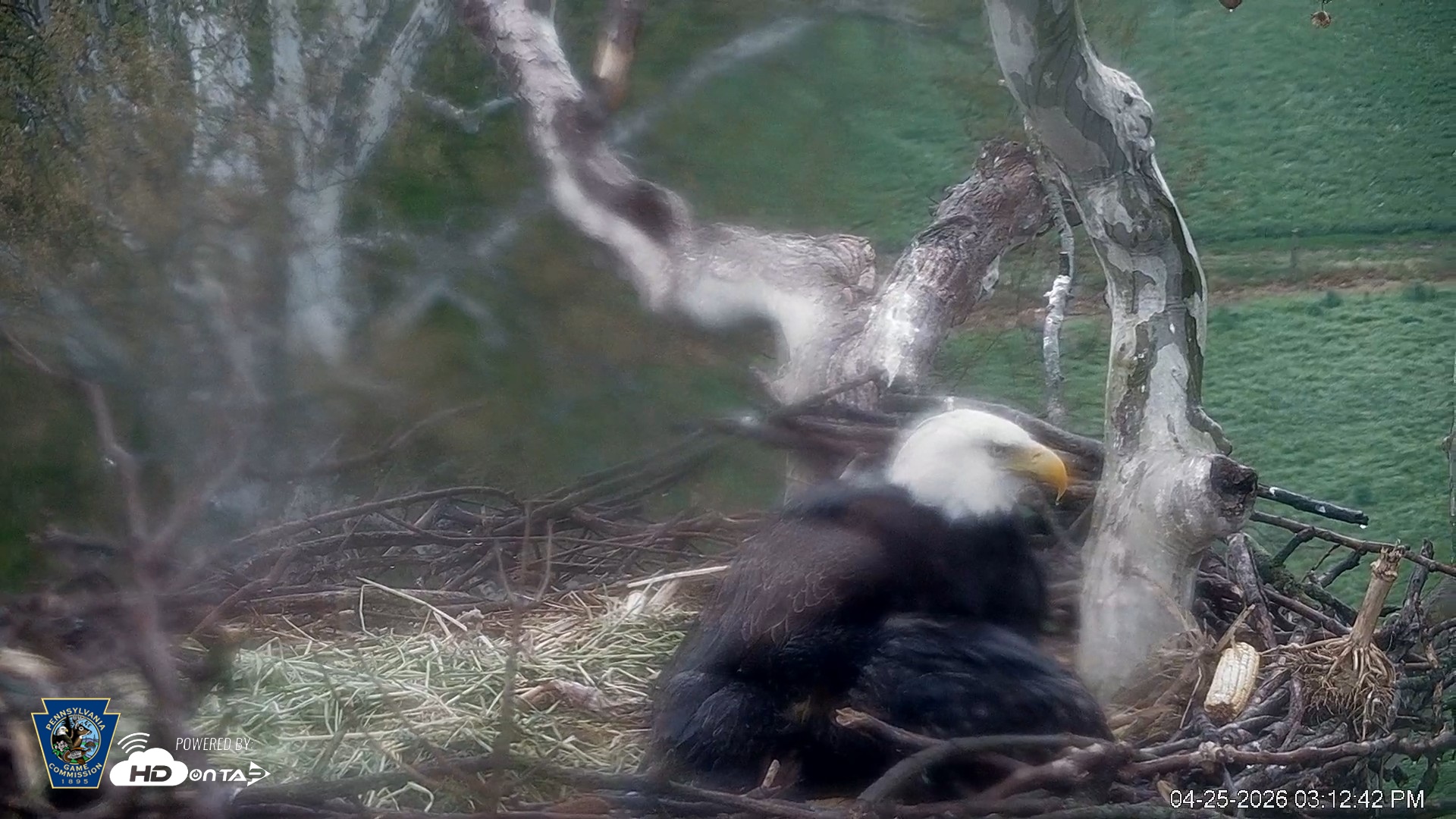 Snapshot of PA Farm Country Eagles Live Cams taken Apr 25, 2026, 3:13pm EDT