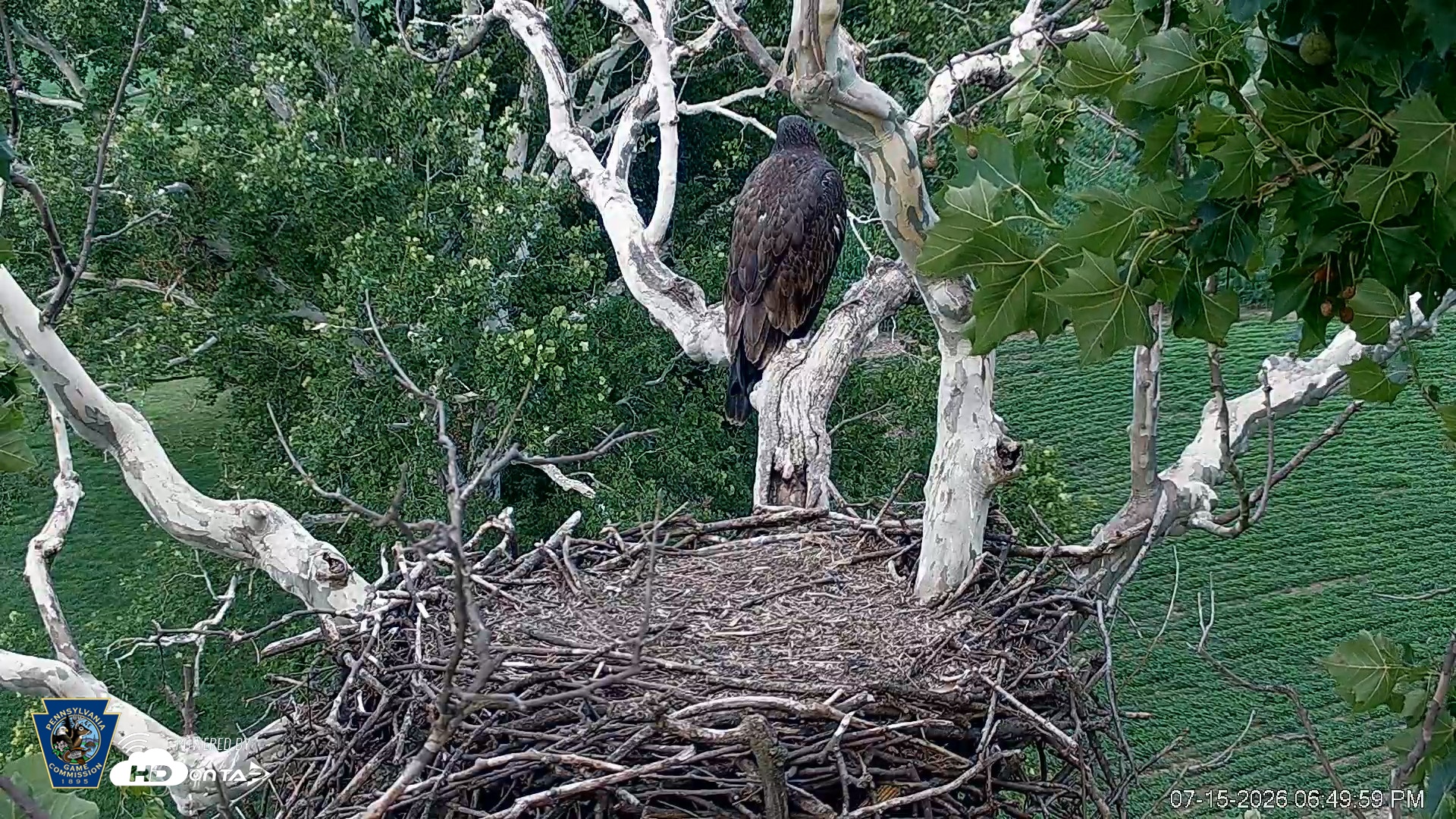 Snapshot of PA Farm Country Eagles Live Cams taken Jul 15, 2026, 6:50pm EDT