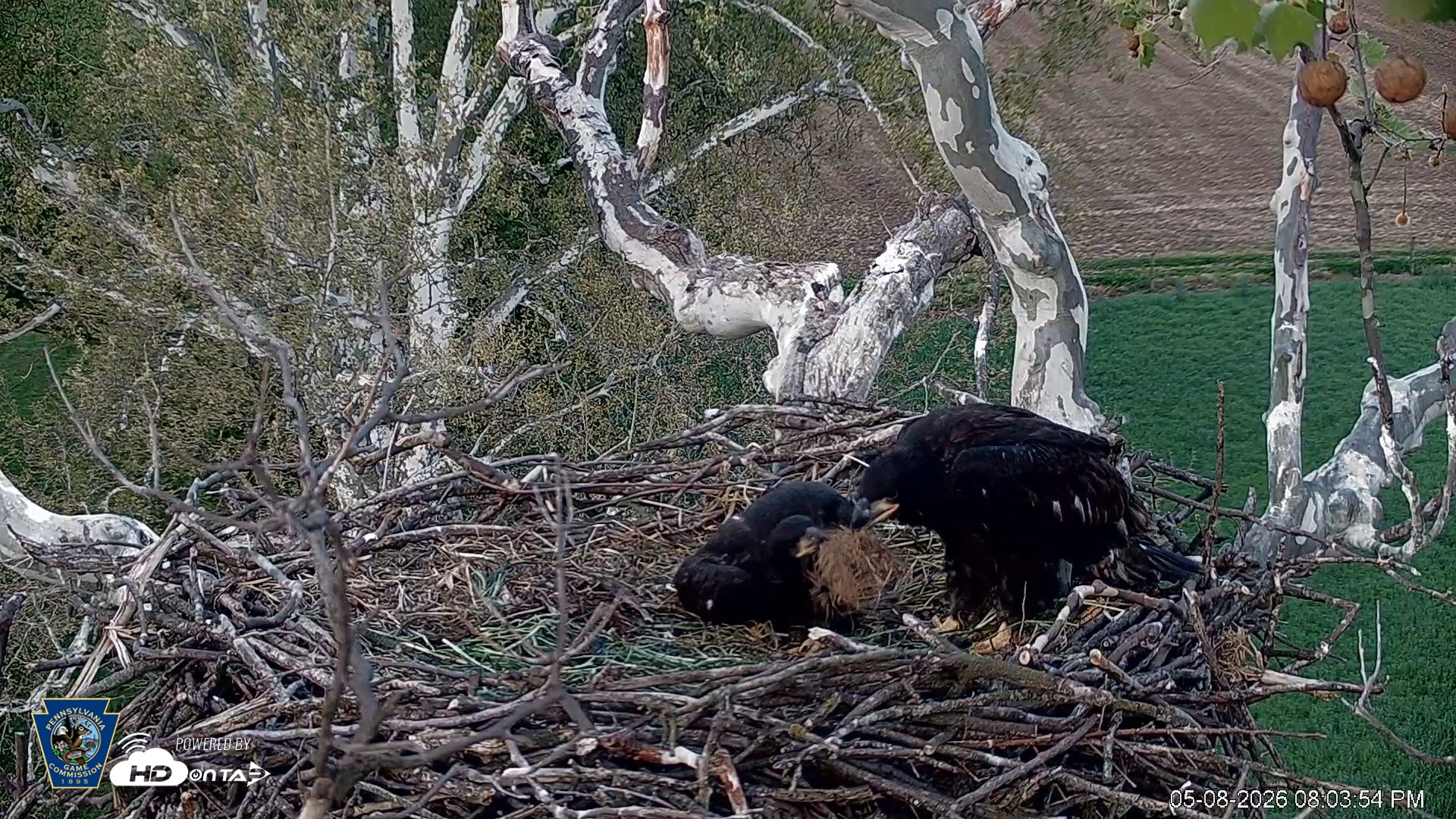 Snapshot of PA Farm Country Eagles Live Cams taken May 8, 2026, 8:04pm EDT