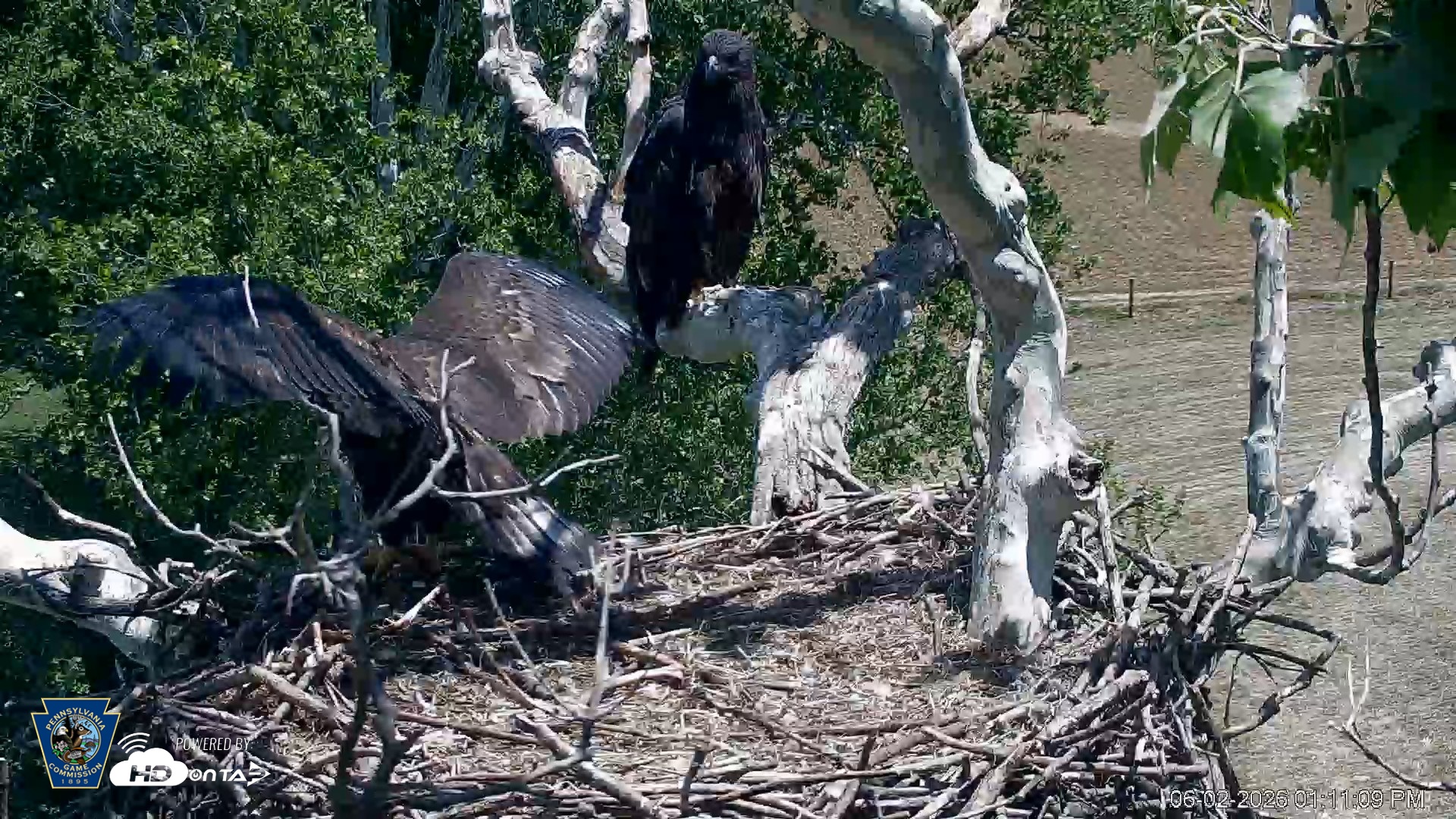 Snapshot of PA Farm Country Eagles Live Cams taken Jun 2, 2026, 1:11pm EDT