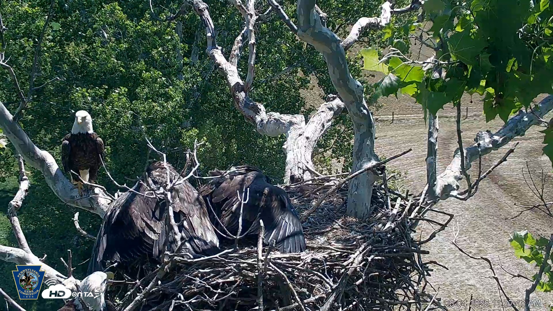 Snapshot of PA Farm Country Eagles Live Cams taken Jun 4, 2026, 11:38am EDT