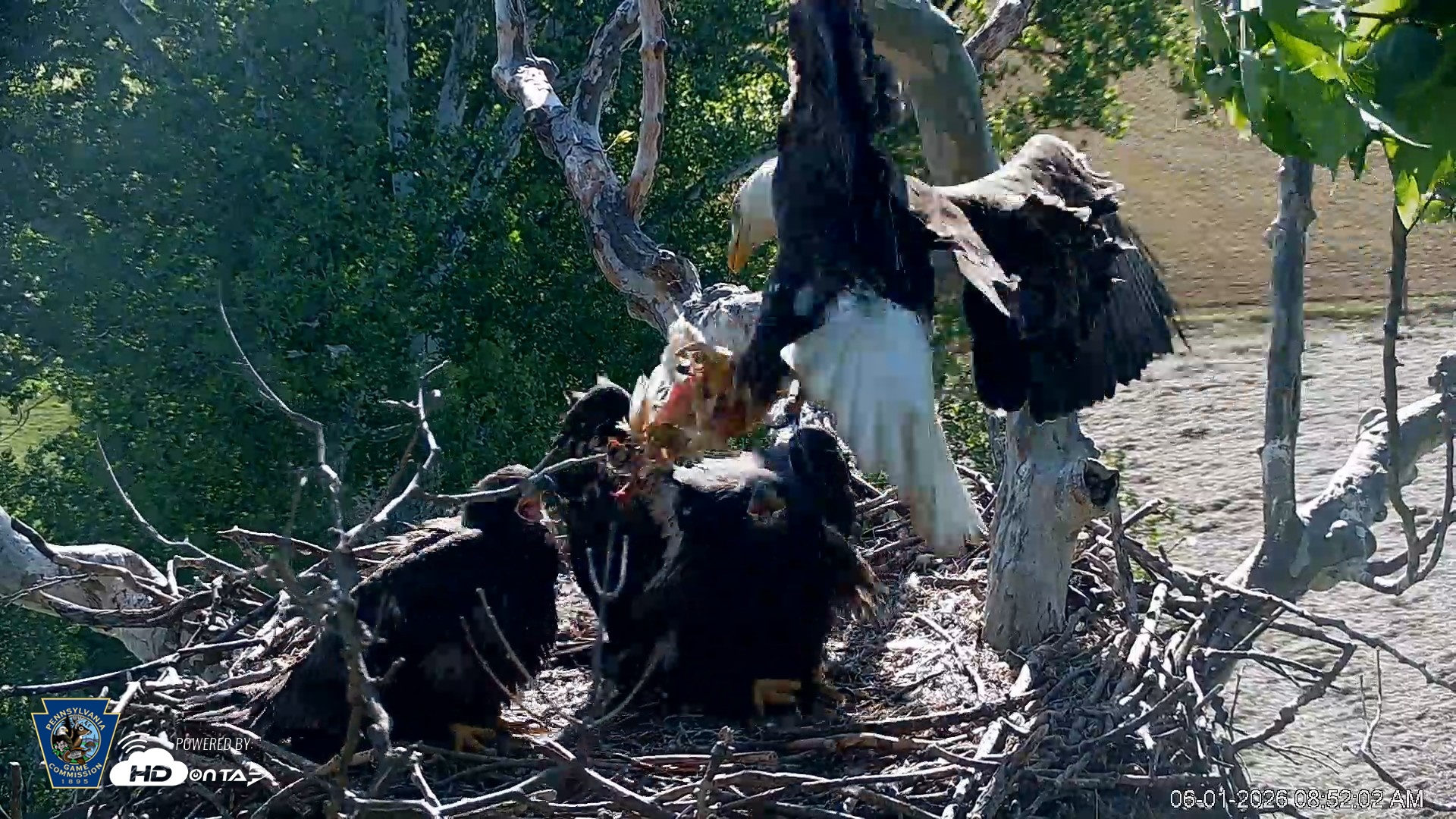 Snapshot of PA Farm Country Eagles Live Cams taken Jun 1, 2026, 8:54am EDT