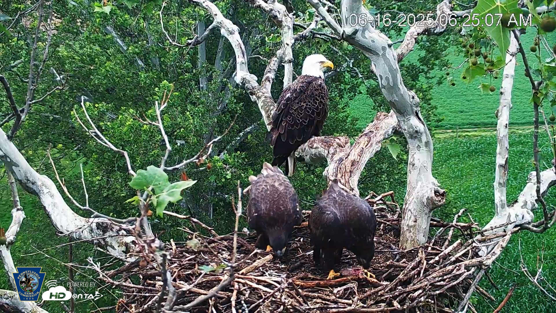 Snapshot of PA Farm Country Eagles Live Cams taken Jun 16, 2025, 6:25am EDT
