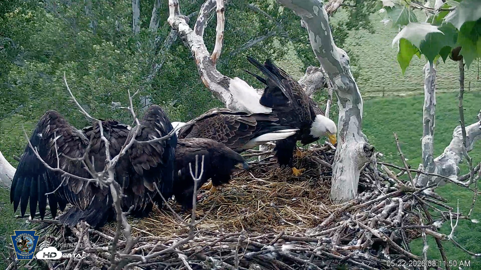 Snapshot of PA Farm Country Eagles Live Cams taken May 22, 2026, 8:14am EDT