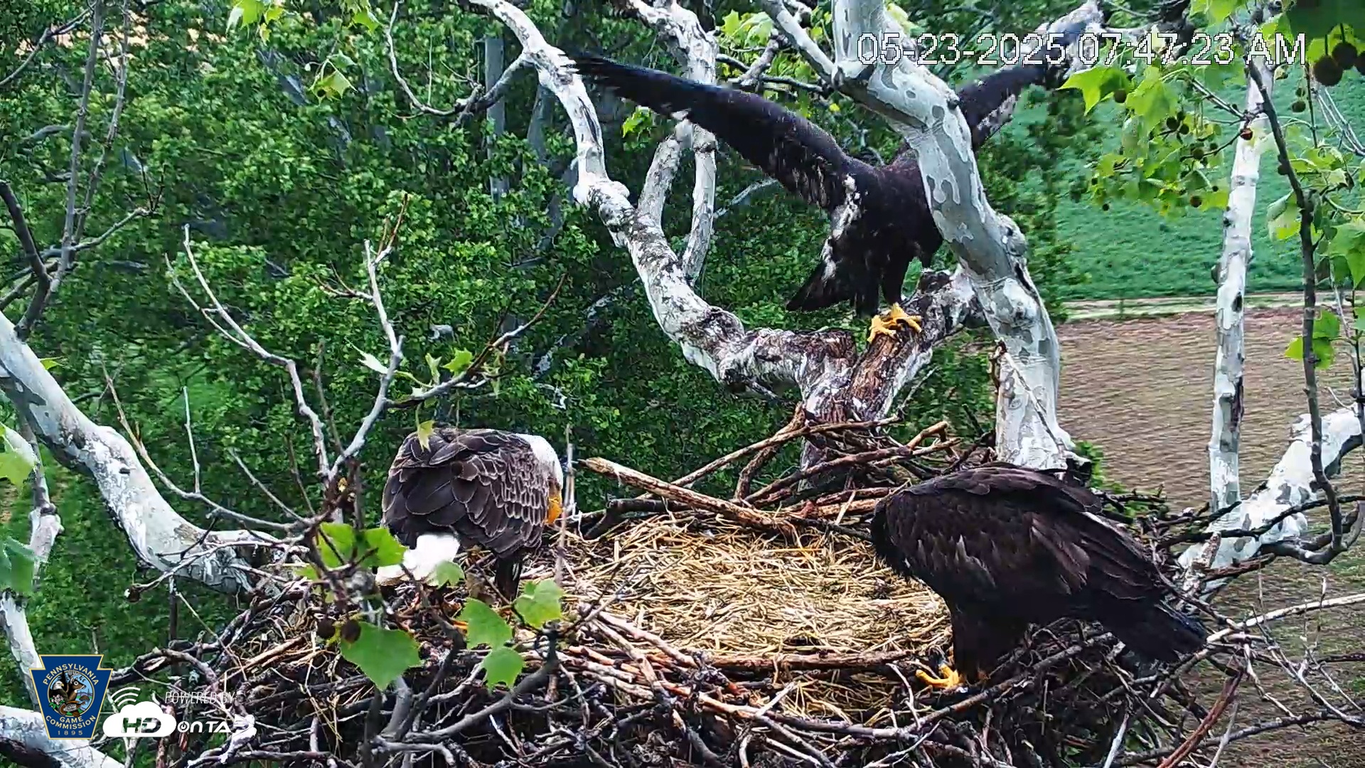 Snapshot of PA Farm Country Eagles Live Cams taken May 23, 2025, 7:48am EDT