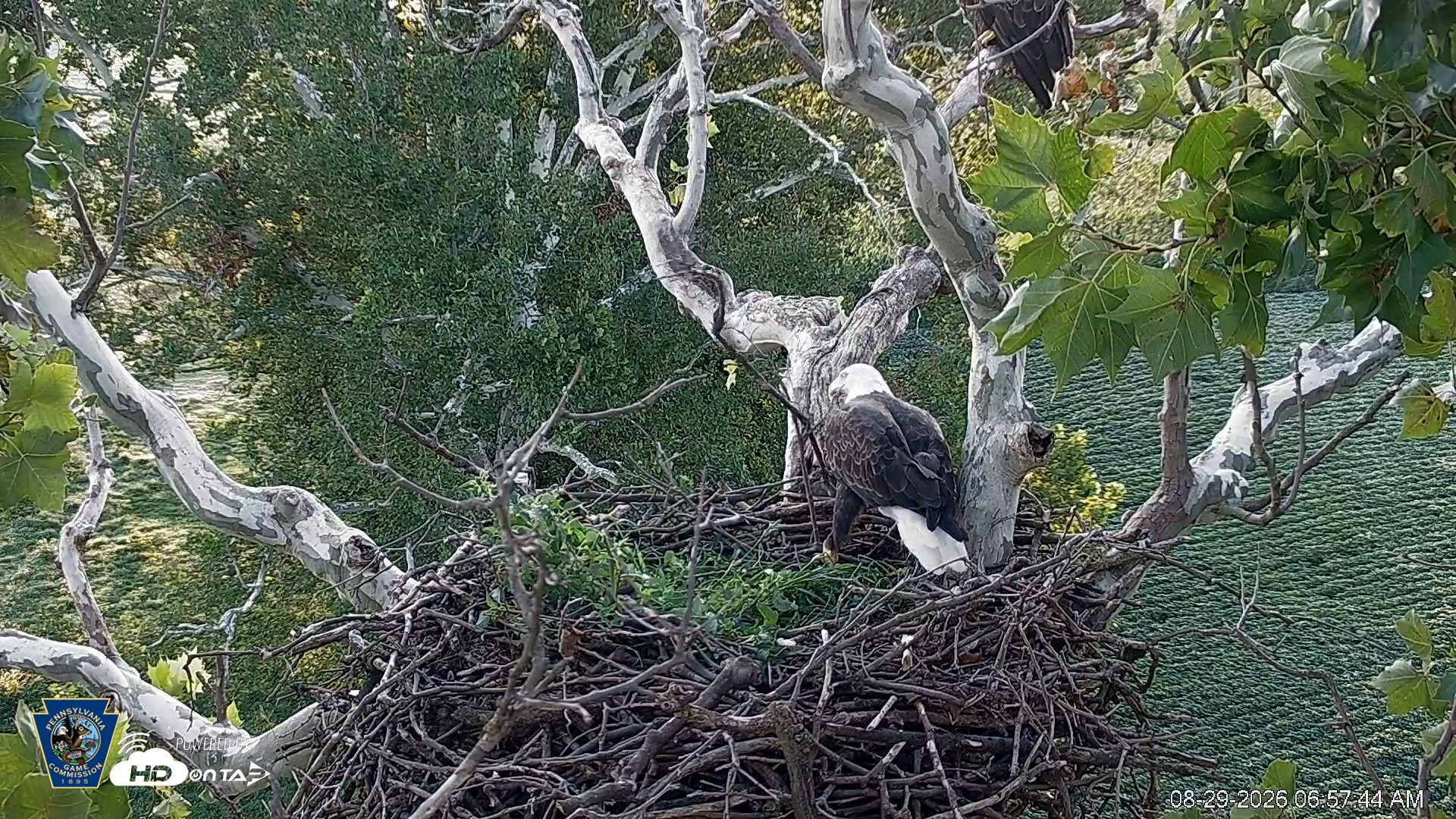 Snapshot of PA Farm Country Eagles Live Cams taken Aug 29, 2026, 6:58am EDT