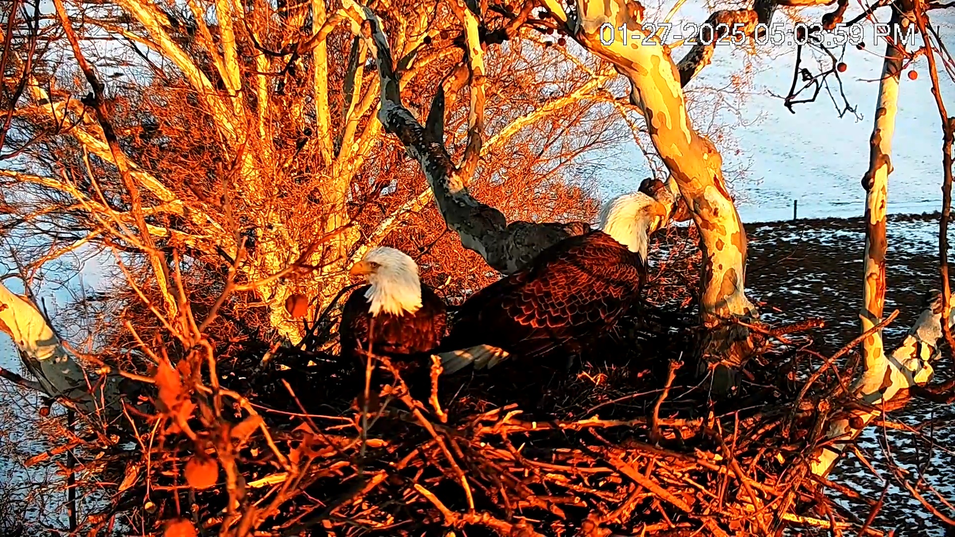 Snapshot of PA Farm Country Eagles Live Cams taken Jan 27, 2025, 5:04pm EST