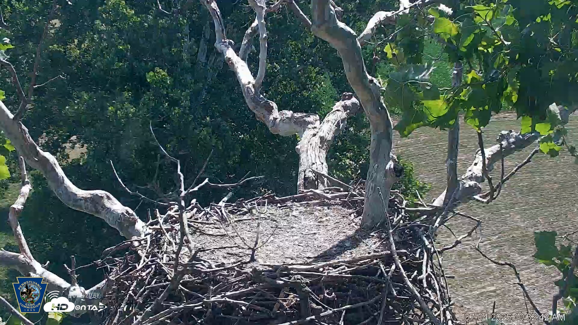 Snapshot of PA Farm Country Eagles Live Cams taken Jul 4, 2026, 10:33am EDT
