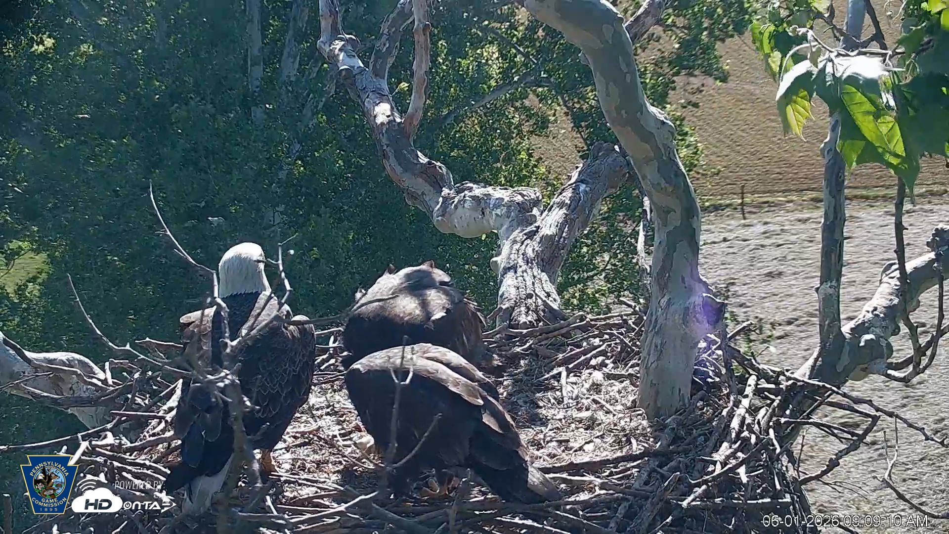 Snapshot of PA Farm Country Eagles Live Cams taken Jun 1, 2026, 9:10am EDT